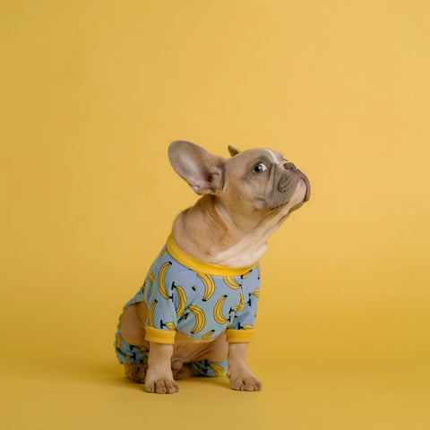 WowPetz